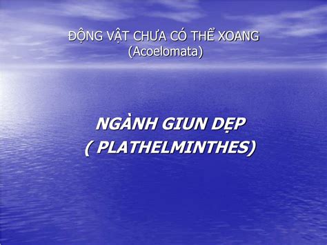 Ppt ĐỘng VẬt ChƯa CÓ ThỂ Xoang Acoelomata Powerpoint Presentation
