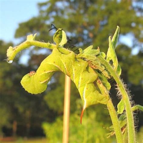 Tomato Hornworms Easily Find Kill And Prevent Them Naturally • The Farmers Lamp