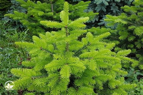 Die Schönsten Tannenbaum Arten Und Ihre Eigenschaften Im Überblick!