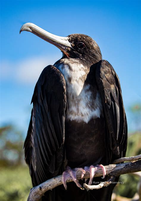 ʻiwa — Great Frigate Kure Atoll Conservancy