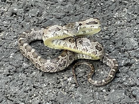 Eastern Gray Ratsnake Complex From Timacula Rd Coatesville Pa Us On