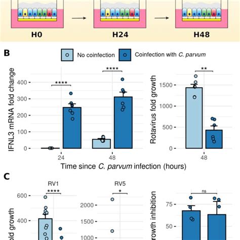 Infection Of Human Ali With C Parvum Induced The Production Of