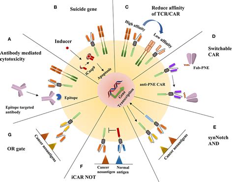 Frontiers Adoptive Cell Therapy Targeting Neoantigens A Frontier For