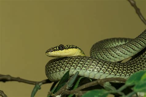 Premium Photo | Close up head chrysopelea ornata snake