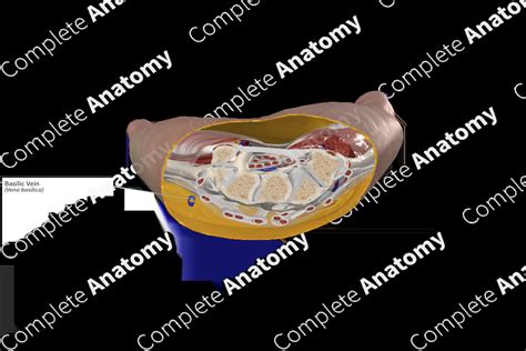 Basilic Vein | Complete Anatomy