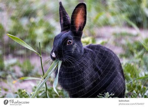 hasi Grass Cute Animal - a Royalty Free Stock Photo from Photocase