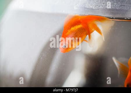 Dead goldfish floating in a fishbowl Stock Photo: 22222977 - Alamy