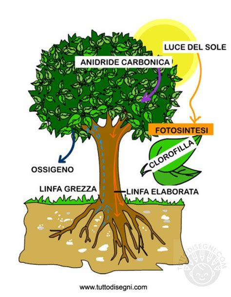 La Fotosintesi Clorofilliana Schema Tuttodisegni