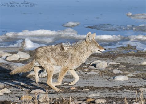 Coyote running the shoreline of the Great Salt Lake – On The Wing ...