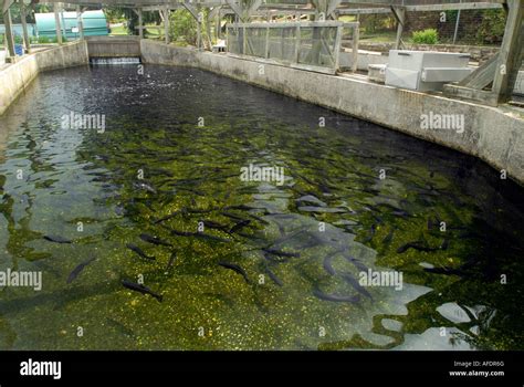 Cold Spring Harbor Fish Hatchery On Long Island Trout Are Raised In