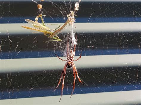 Australian Golden Orb Weaver Ausemade