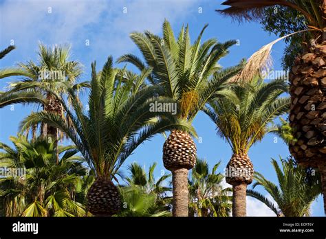 Trimmed Trees Neatly Trimmed Palm Trees In Avalon Catalina Island