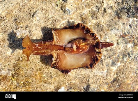 Sea slug or sea hare (Aplysia punctata) is a marine mollusk. This photo was taken in Cap Ras ...