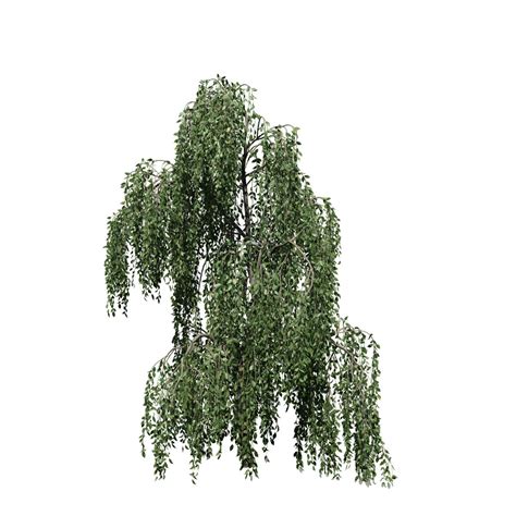 Weeping Beech Sapling Speedtree