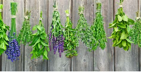 Learn How To Dry And Store Fresh Herbs Goodnet