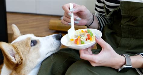 犬の手作りごはん簡単レシピや注意点をペット栄養管理士が解説 ペトコト（petokoto）