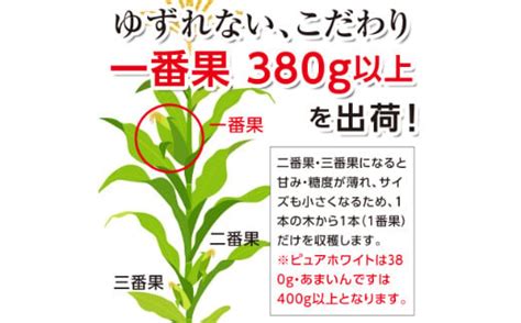 《2023年先行予約》北海道産 とうもろこし あまいんです10本 朝採り 生食 産地直送 数量限定 期間限定 Np1 176 北海道南幌町