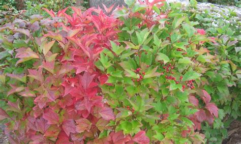 Viburnum trilobum: Cranberrybush | Portland Nursery