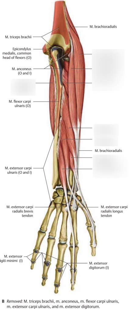 Spieren Voorarm Posterior Profundus Diagram Quizlet