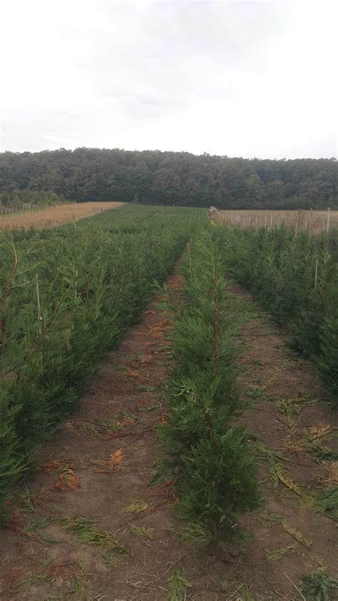 Tuia 180 200 Cm Cel Mai Frumos Gard Viu Leylandii Leilandi Chiparos