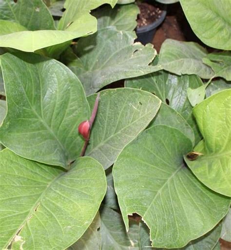 anthurium superbum sri krishna nursery