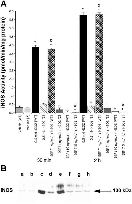 A Protective Effects Of Pkc Overexpression Against Upregulation Of