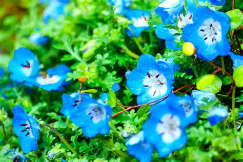 nemophila   rain toshihiro gamo flickr