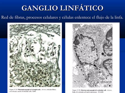 Histología De Tejido Linfoide Ppt