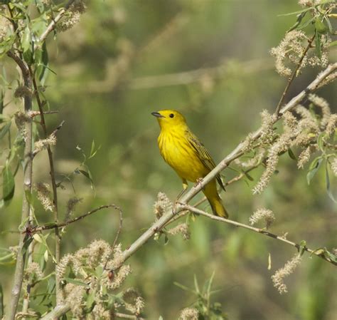 Yellow Warbler The Diet Of The Yellow Warbler Is About 60 Flickr