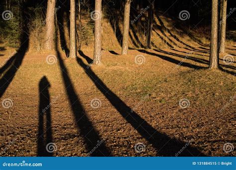 Long Shadows stock image. Image of landscape, forest - 131884515