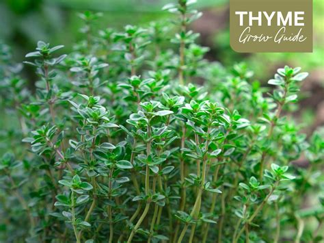 Thyme Grow Guide How To Plant Grow And Harvest Thyme Spade To Fork