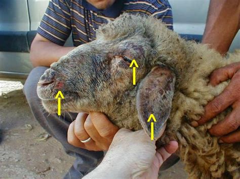 سؤدد: جدري الأغنام والماعز Sheep and goat pox