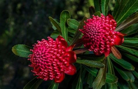 Telopea Speciosissima Nsw Waratah Growing Guide