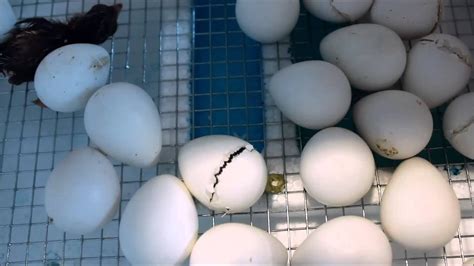 Discovery Center Bobwhite Quail Hatching Youtube