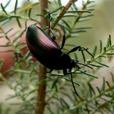 Chalcopterus Beetle Project Noah