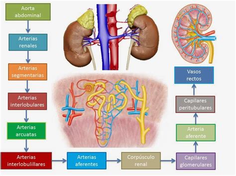 Fisiolog A Renal