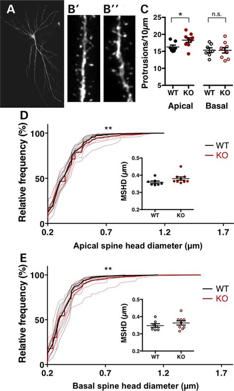 Altered Dendritic Spine Density And Shape In The Hippocampus Of Fmr Ko