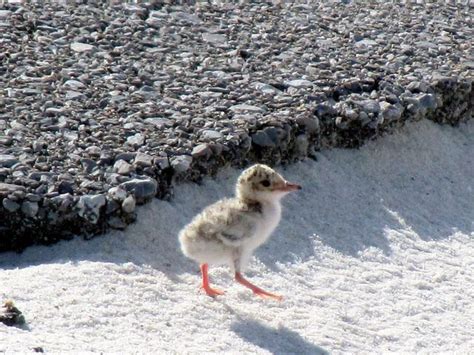 Tern Baby Flickr Photo Sharing Birds Photo