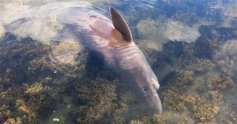 El enigmático tiburón nunca antes visto en Galicia que murió unas horas