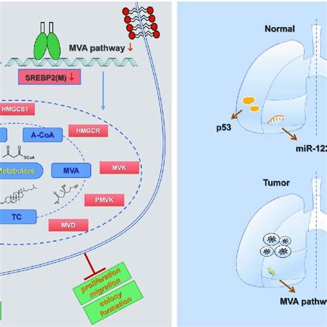 Correlation Of Malignant Nsclc With The Expression Of Key Genes In The Download Scientific