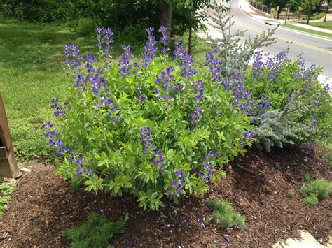 Baptisia australis (Blue False Indigo, Blue Wild Indigo, False Indigo, Wild Indigo) | North ...