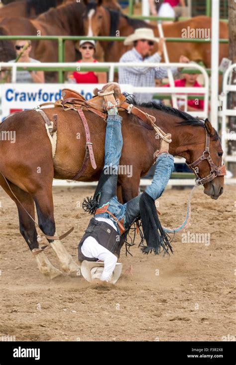 Rodeo Cowboy Riding A Bucking Horse Saddle Bronc Competition Chaffee