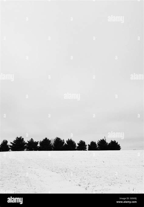 Pine Trees On The Horizon Stock Photo Alamy