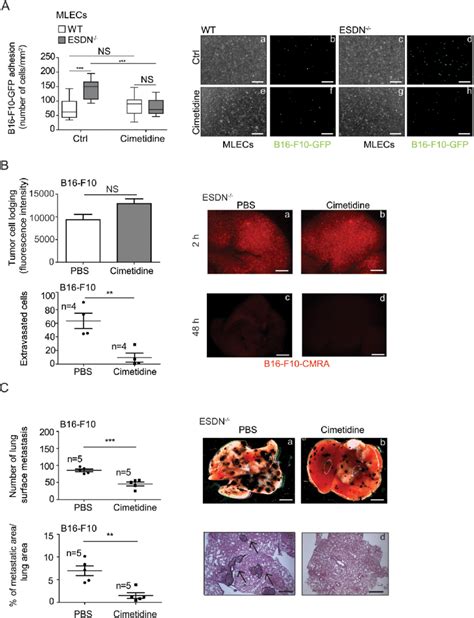 The E Selectin Inhibitor Cimetidine Blocks Melanoma Cell Adhesion On