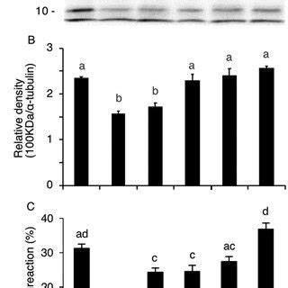 Pka Substrate Protein Phosphorylation And Ar In Sperm After Sterol