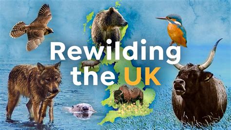 How To Bring Wilderness Back To Britain Rewilding Uk Environoego