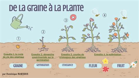 Me Le Cycle De Vie Des V G Taux