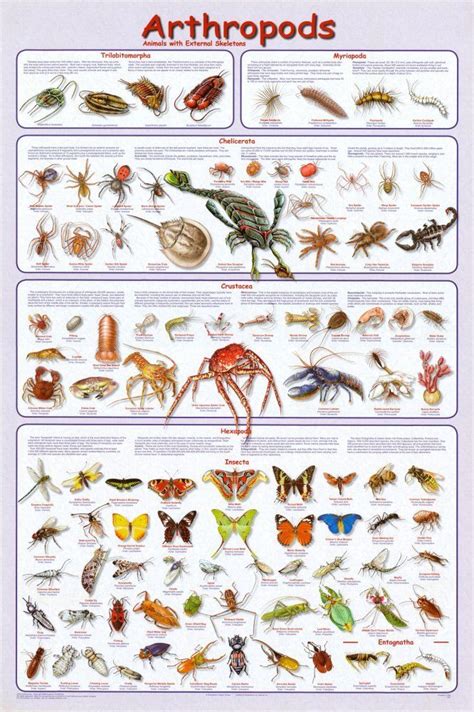 Laminated Arthropods Insects Educational Science Chart Crustacea