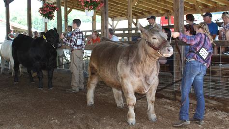 Wellsville Regional News Dot Com 2019 Allegany County Fair Youth