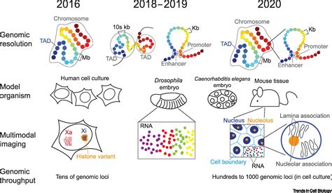 Chromatin Tracing Imaging 3D Genome And Nucleome Trends In Cell Biology